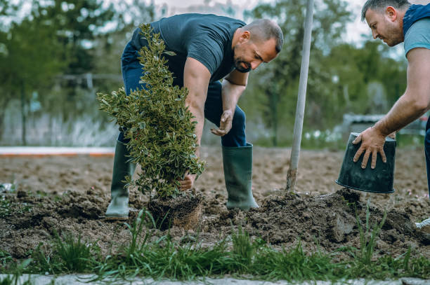 How Our Tree Care Process Works  in  Trevose, PA