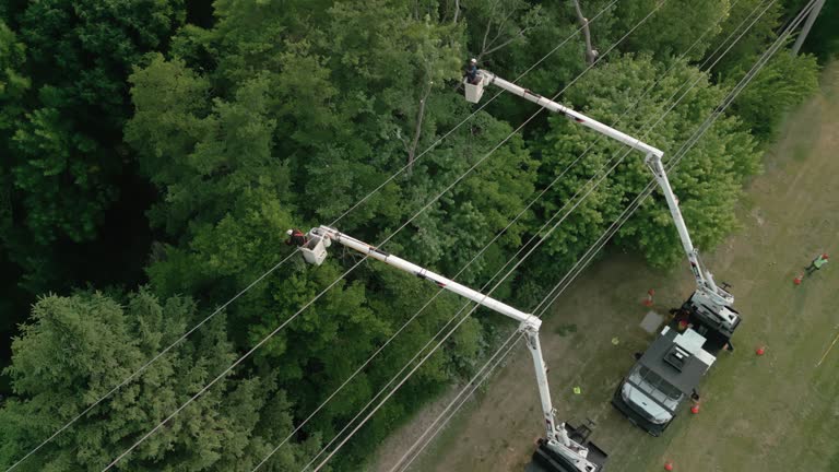 Best Fruit Tree Pruning  in Trevose, PA