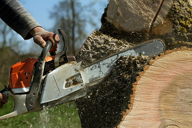 Best Firewood Processing and Delivery  in Trevose, PA